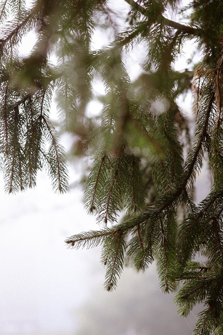 Misty view of evergreen branches with soft focus background, perfect for winter themes.
