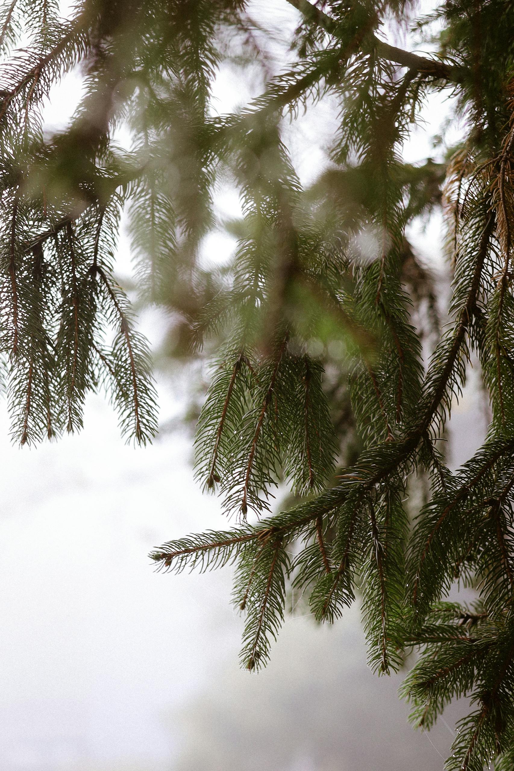Misty view of evergreen branches with soft focus background, perfect for winter themes.