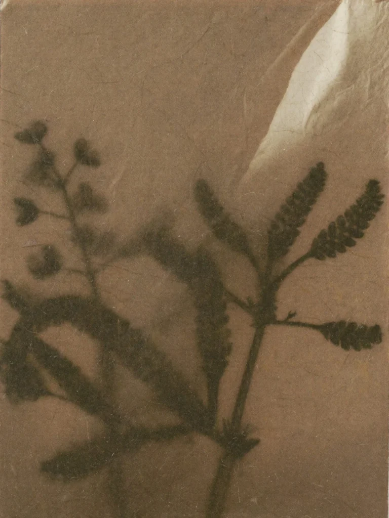 abstract botanical photography